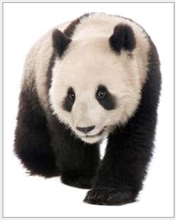 SEO update information for Google Panda algorithm.